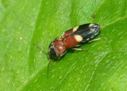 Image of "Click Beetles, Net-winged Beetle, Fireflies, and relatives"