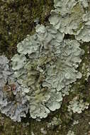 Image of Common greenshield lichen