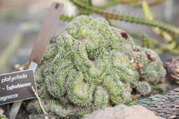 Image of Euphorbia bosseri Leandri