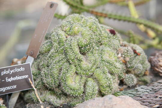 Слика од Euphorbia bosseri Leandri