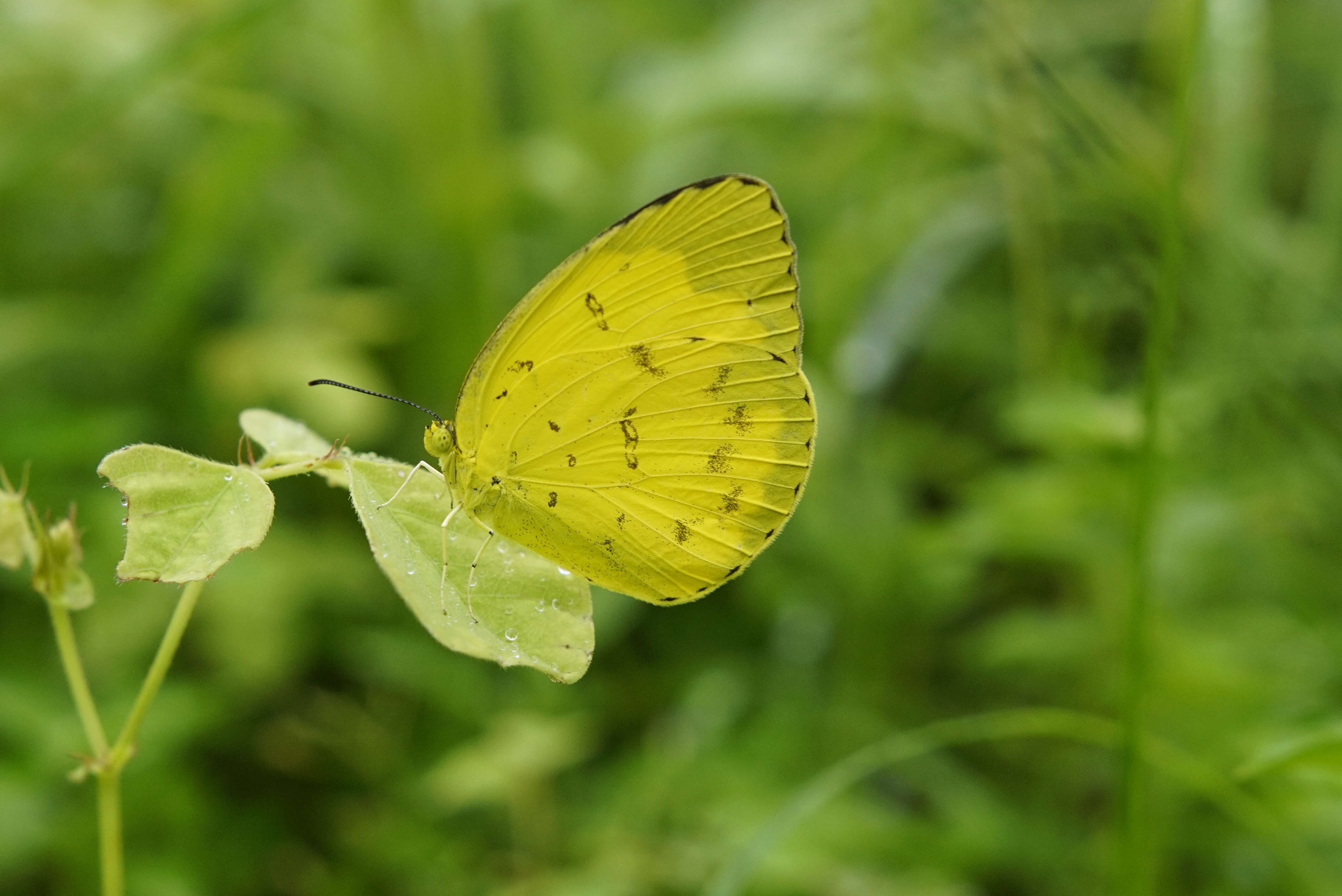 Image of Eurema blanda (Boisduval 1836)