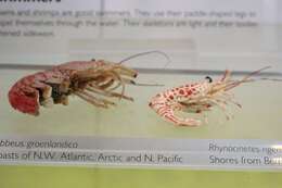 Image of Greenland shrimp