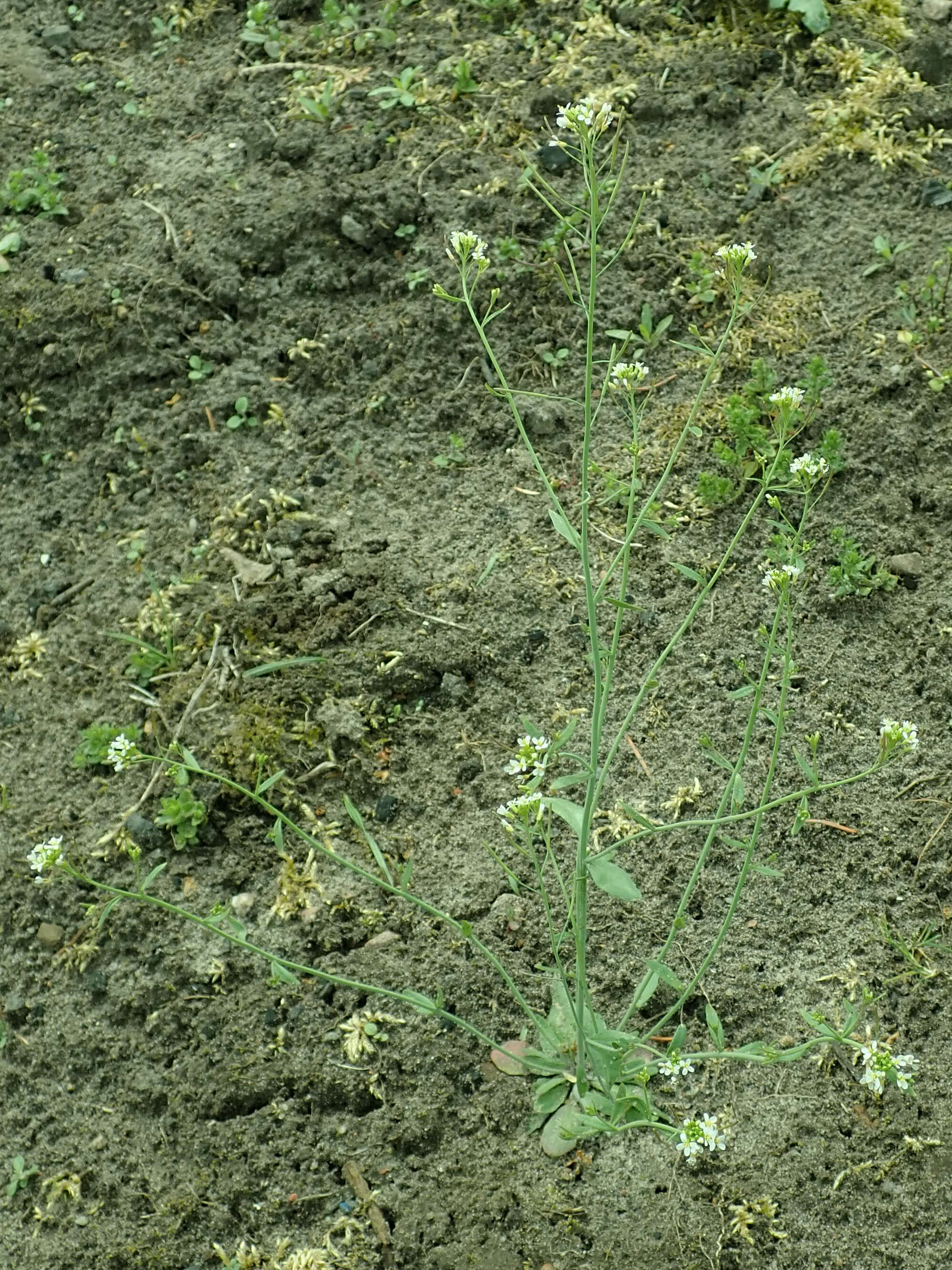 Image of Mouse-ear Cress