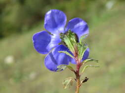 Image of Cyananthus lobatus Wall. ex Benth.