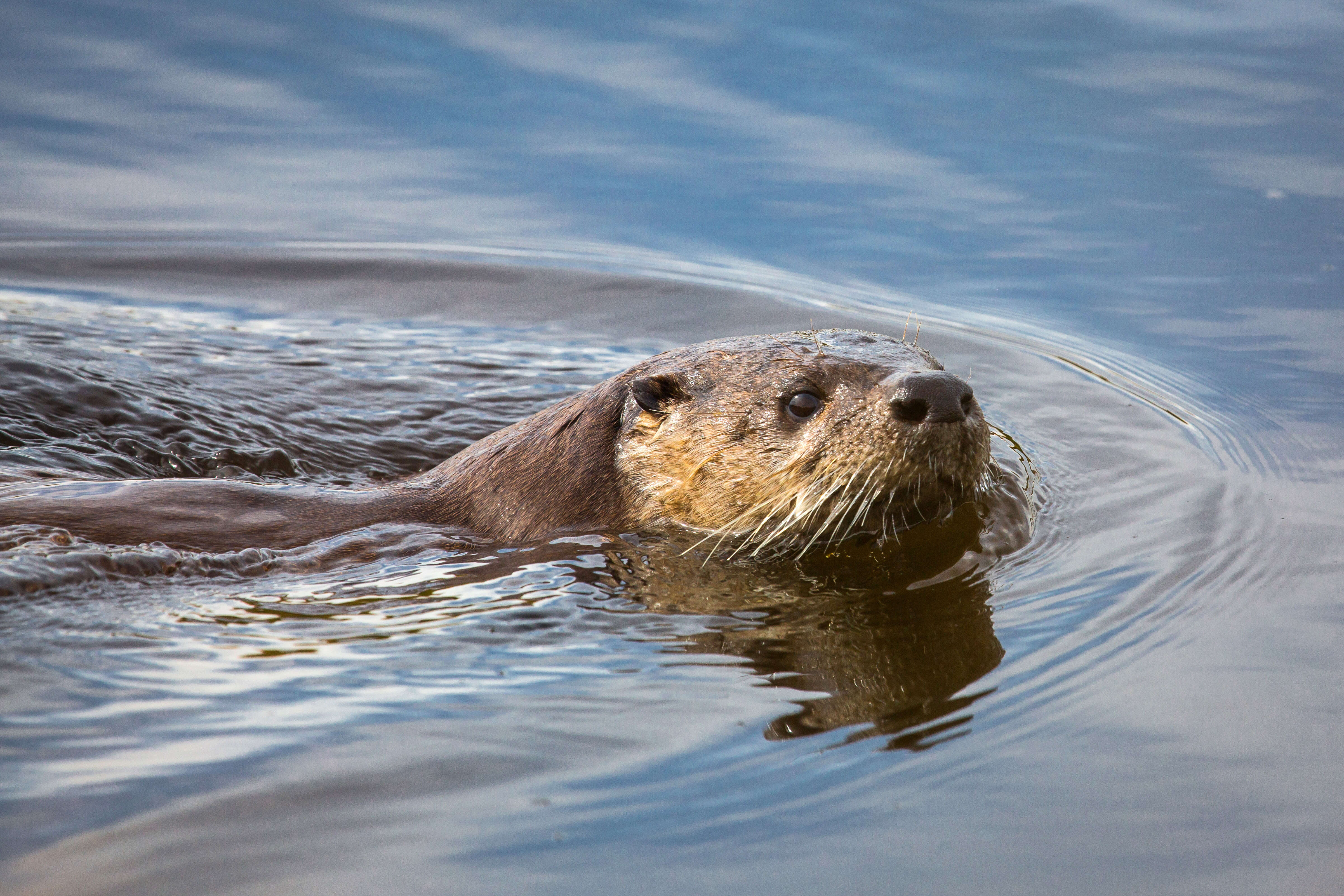 Image of Otter sp.