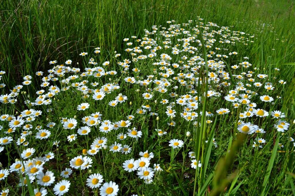 Image of corn chamomile