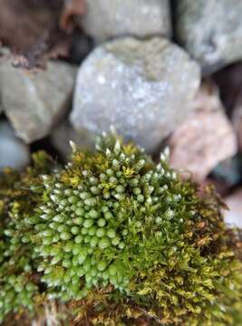 Image of silvergreen bryum moss