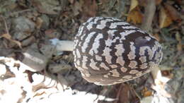 Imagem de Coprinopsis picacea (Bull.) Redhead, Vilgalys & Moncalvo 2001