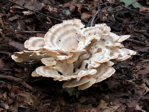 Image de Polypore de Sumstine