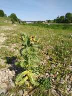 Image of black henbane