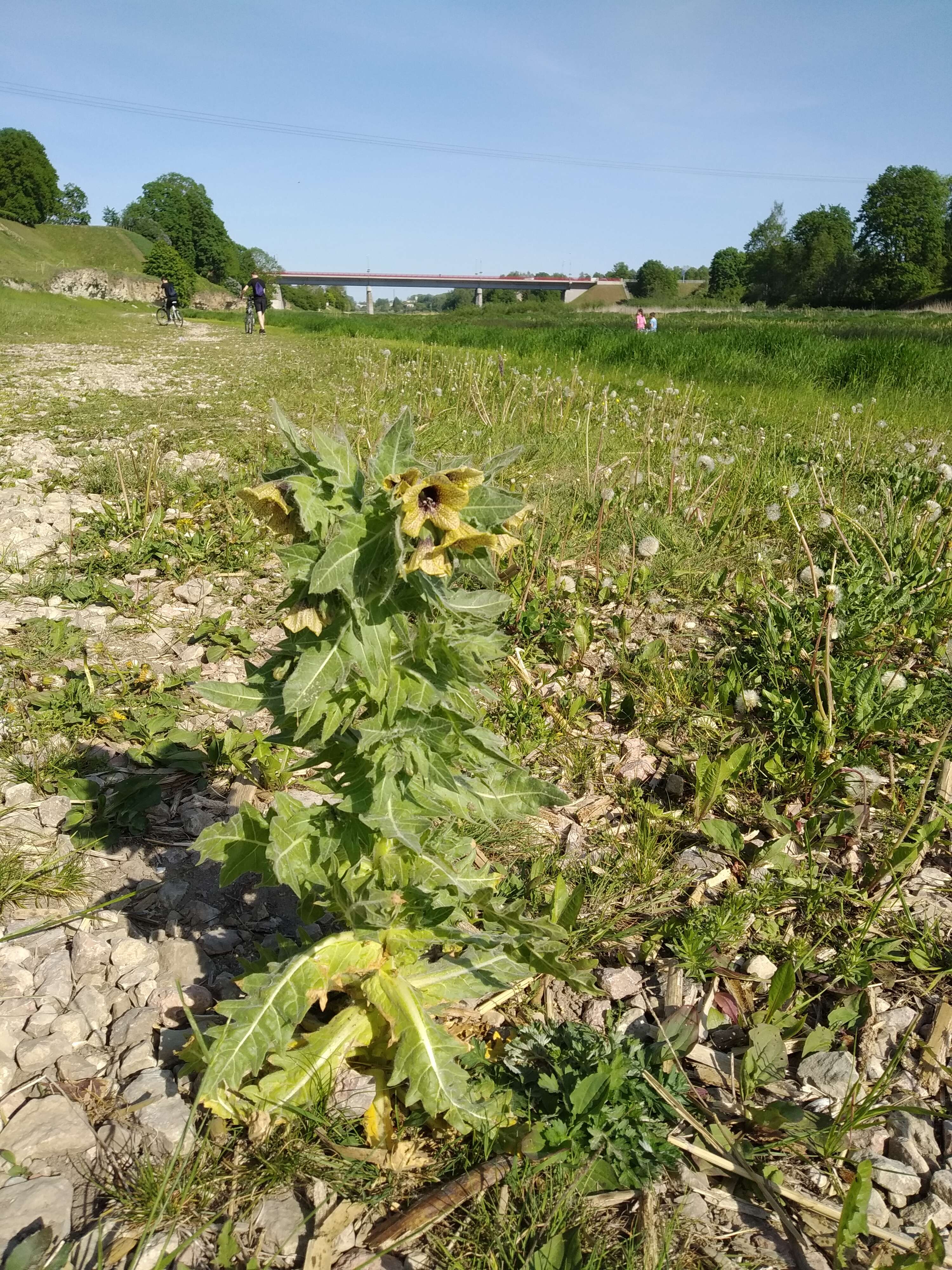 Image of black henbane