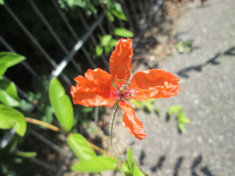 Image of Long-headed Poppy