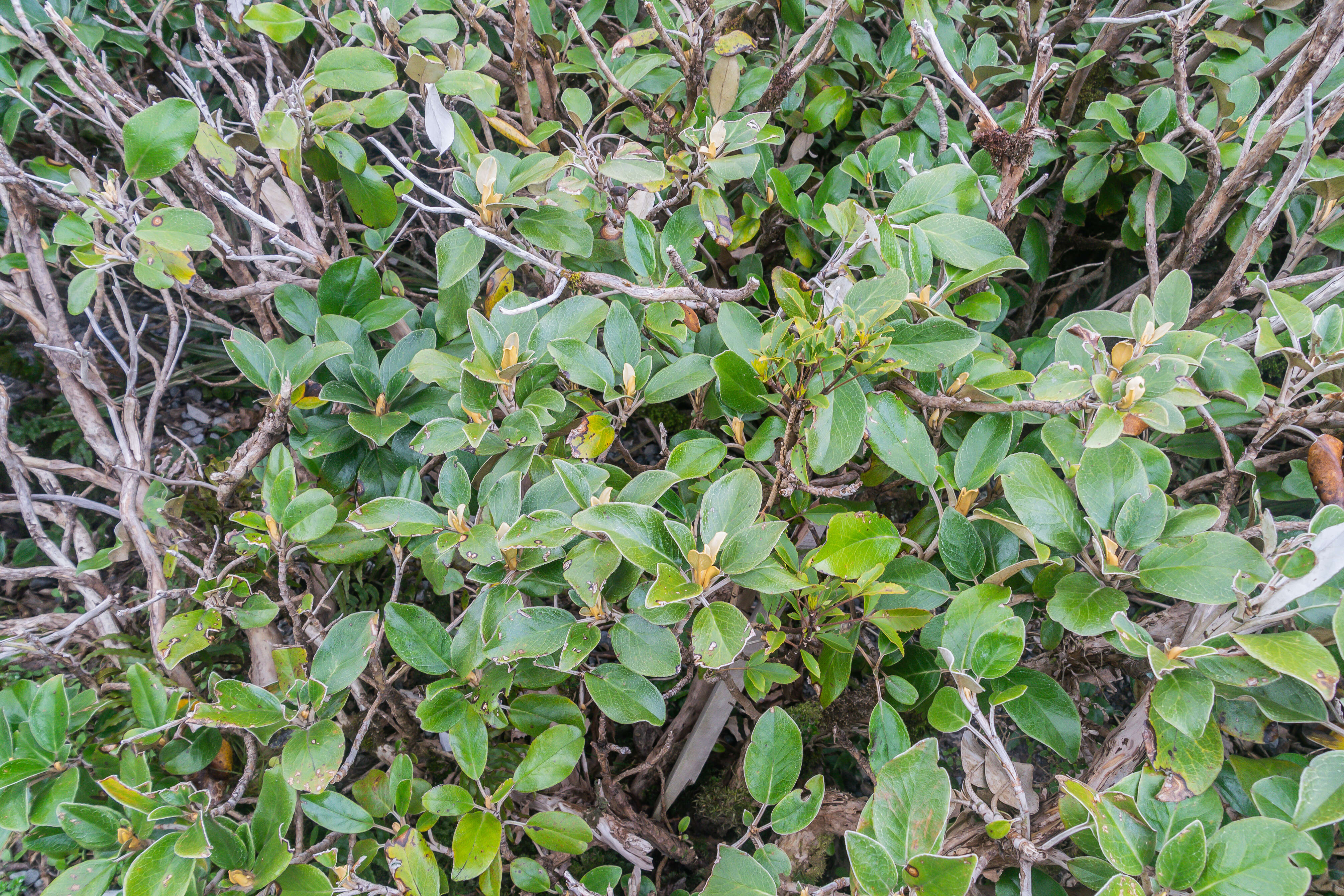 Image of Brachyglottis elaeagnifolia (Hook. fil.) B. Nord.