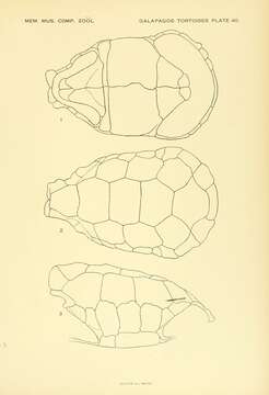 Imagem de Chelonoidis abingdonii (Günther 1877)