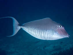 Image of Humpback Unicornfish