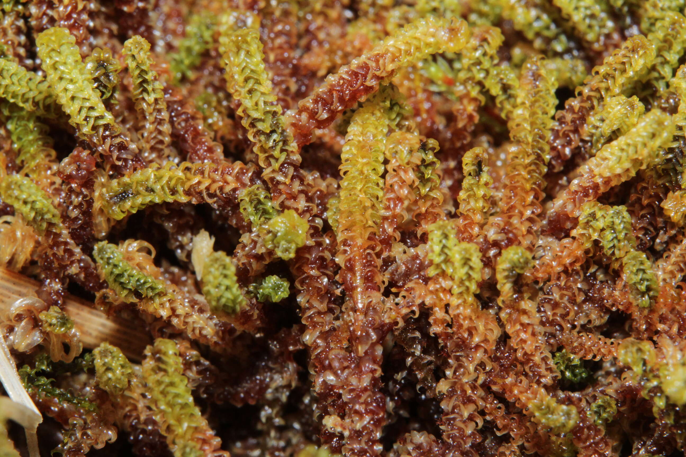 Image of paludella moss