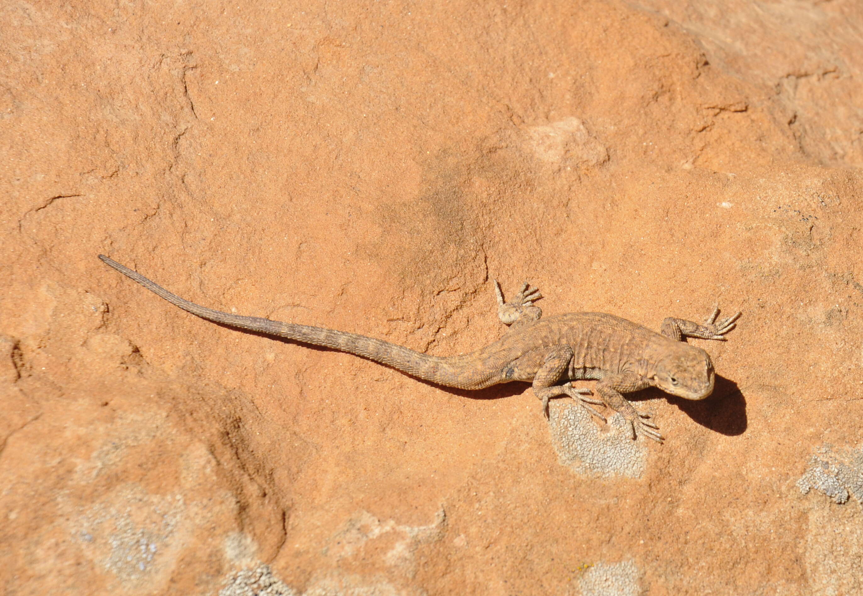 Image of common side-blotched lizard