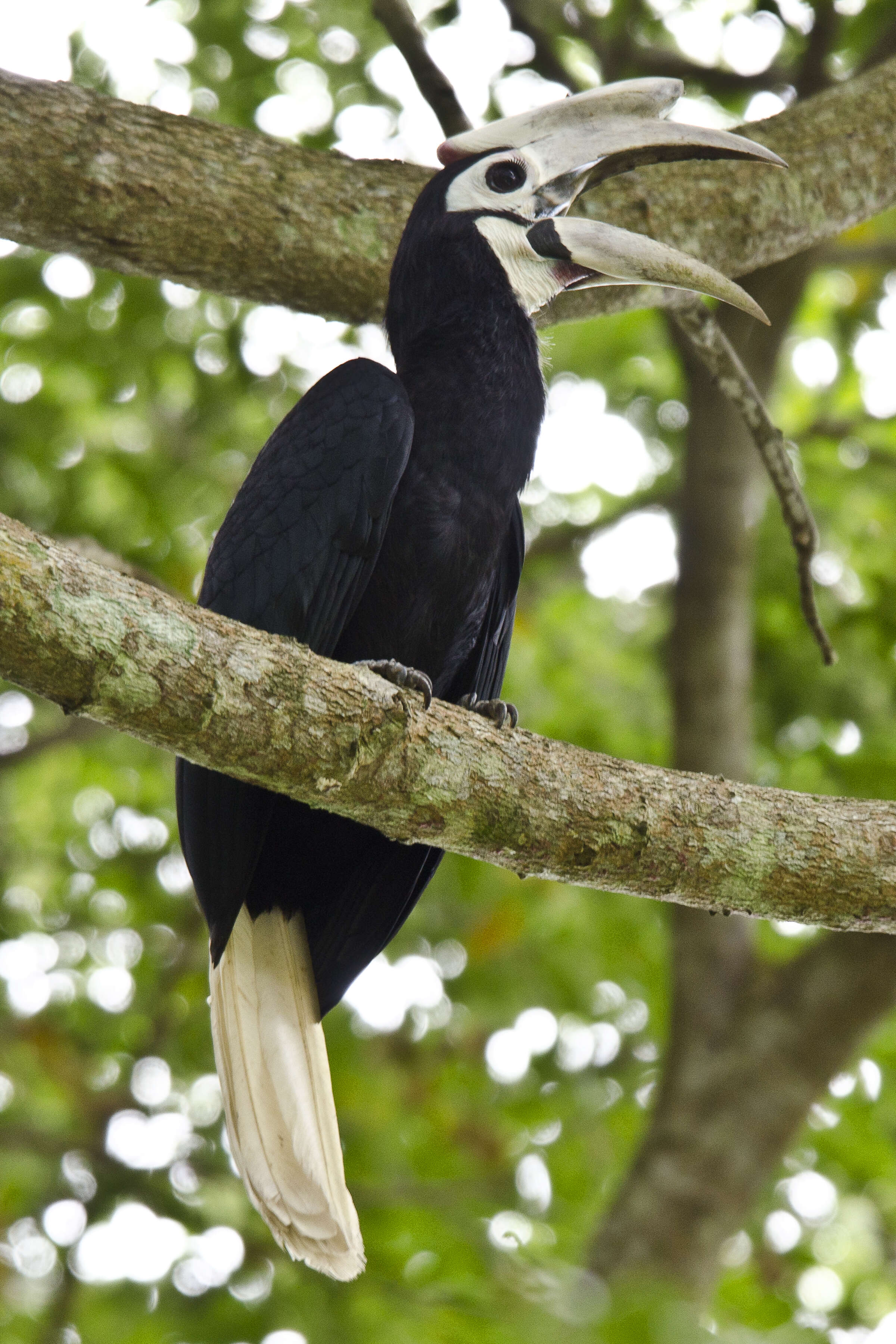 Image of Palawan Hornbill