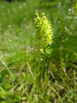 Image of Tofield's asphodel