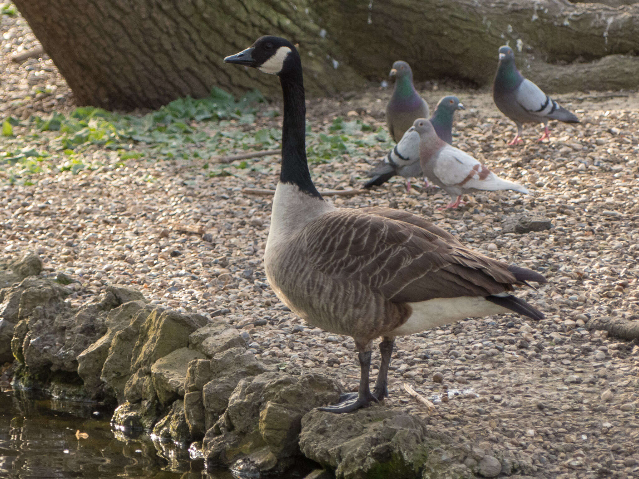 Image of Hawaiian goose