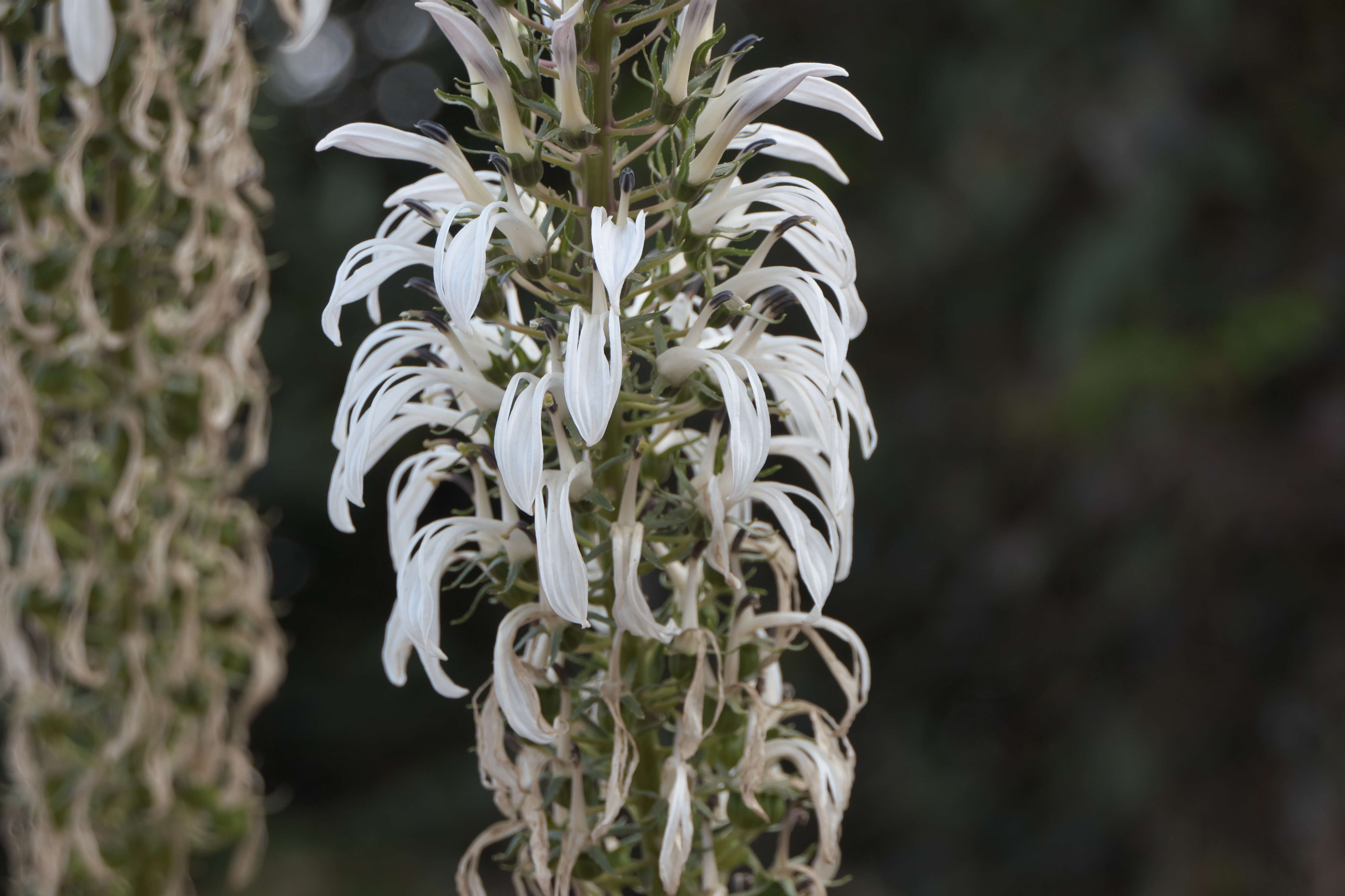 Lobelia nicotianifolia Roth resmi