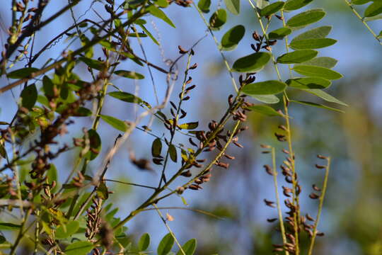 Image of desert false indigo