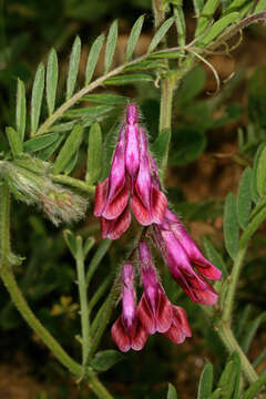 Image of reddish tufted vetch