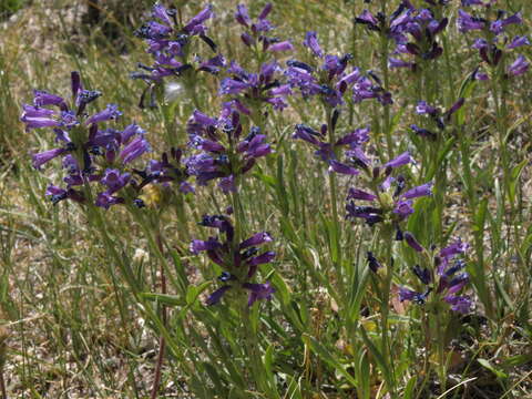 Image of Sierra beardtongue