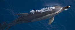 Image of Atlantic Dolphin