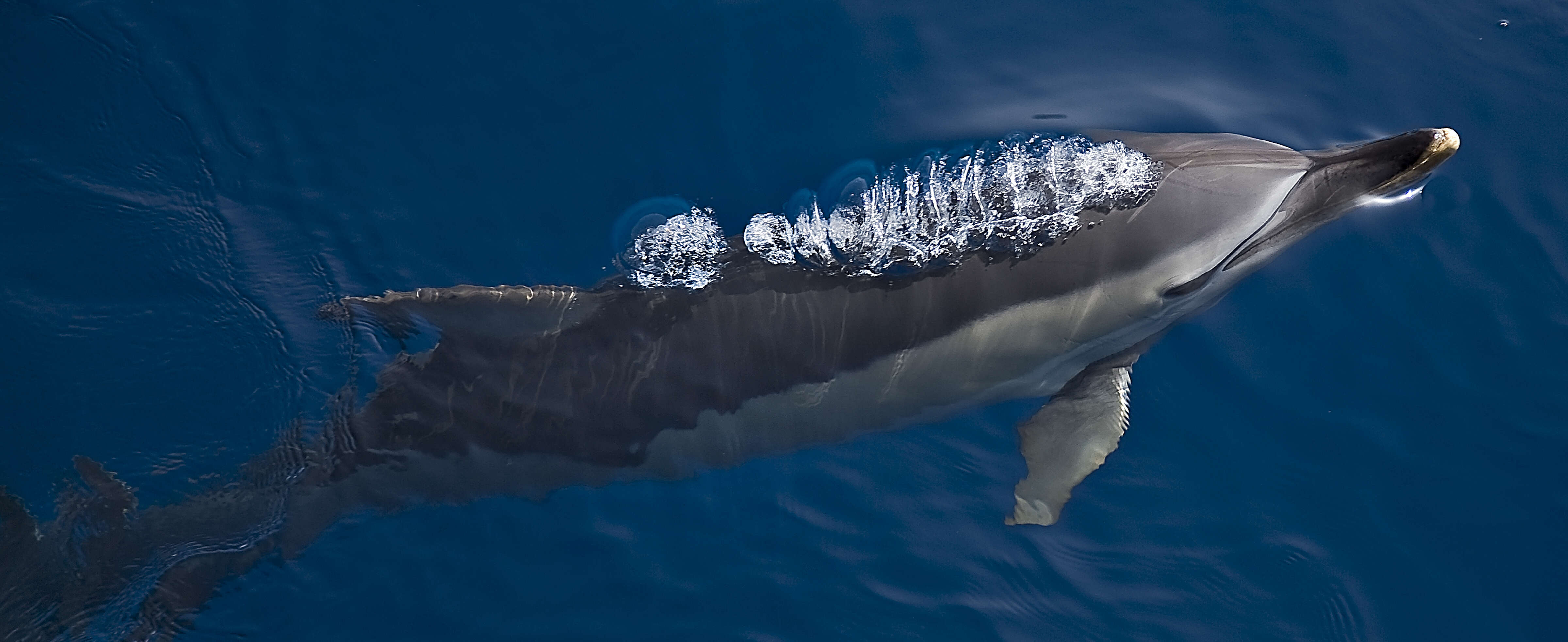 Image of Atlantic Dolphin