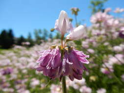 Image of crown vetch