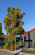 Image of cabbage tree