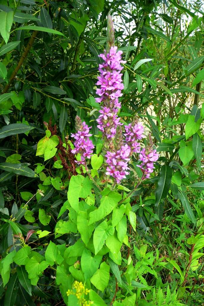 Image of Purple Loosestrife