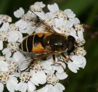 Image of <i>Eristalis horticola</i>