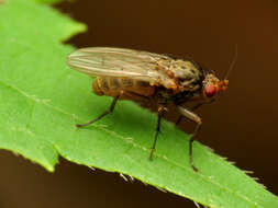 Image of heleomyzid flies