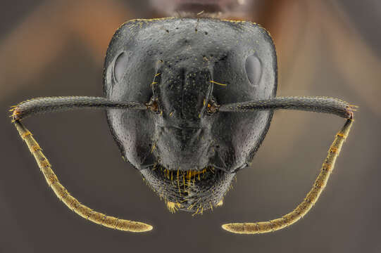 Image of Black-backed meadow ant