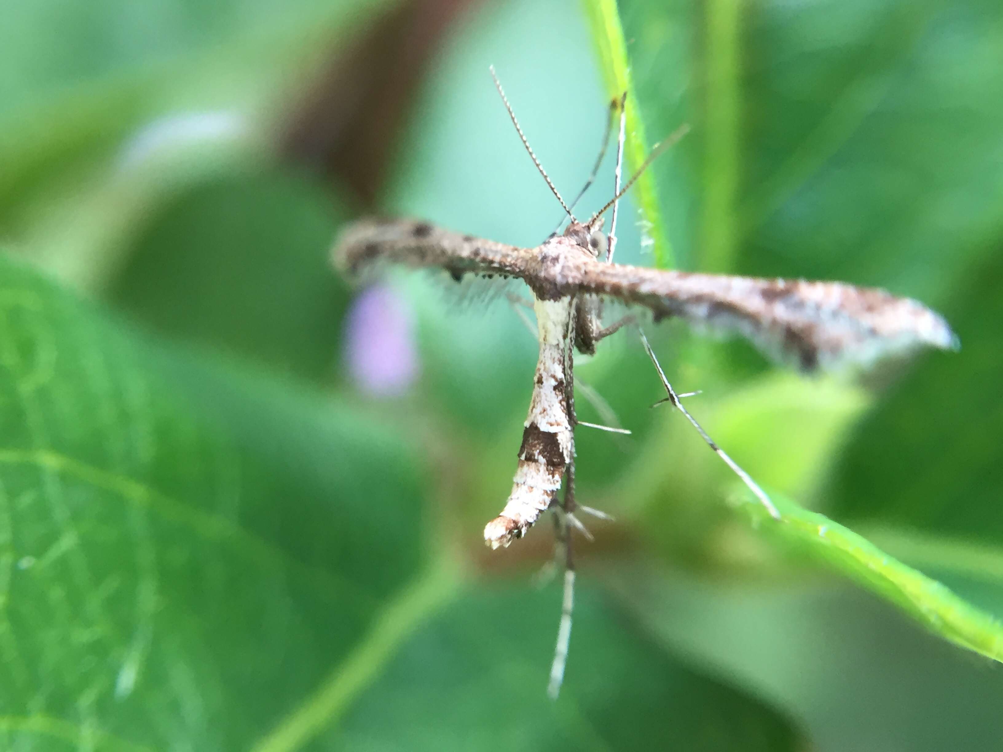 Image of Lantana plume moth