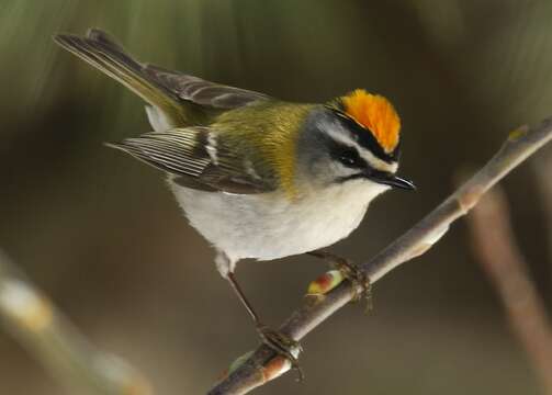 Image of Common Firecrest