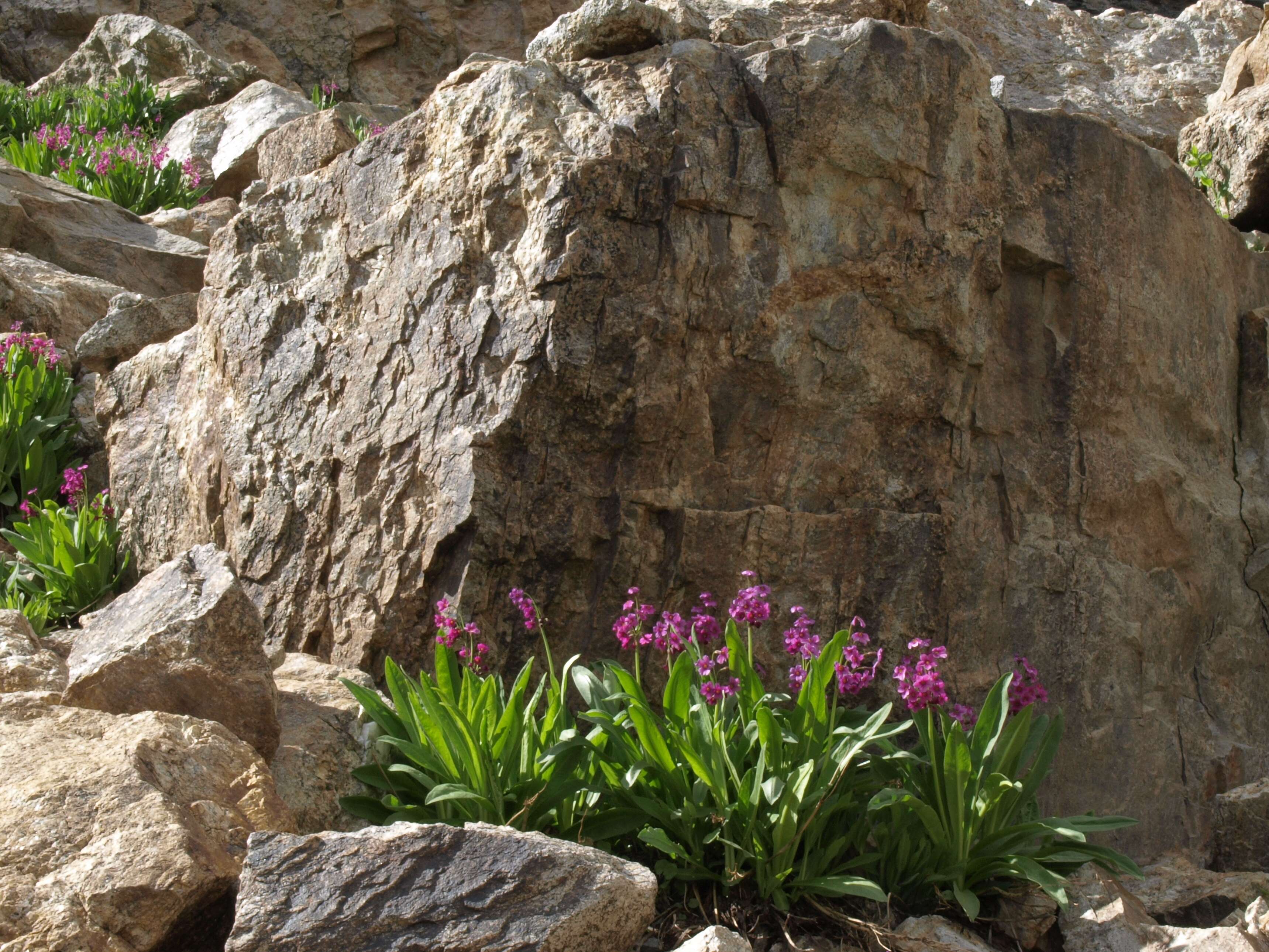 Primula parryi A. Gray resmi