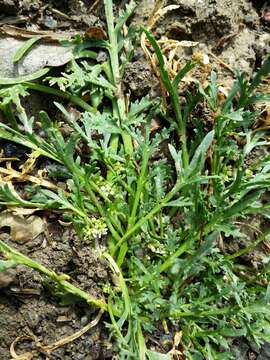 Image of Creeping Watercress