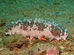 Image of Three-rowed Sea Cucumber