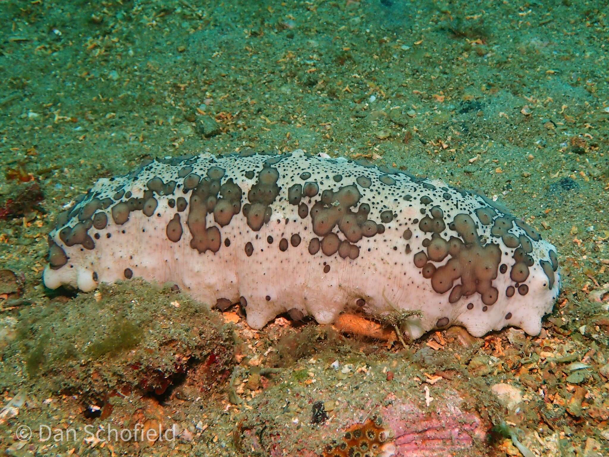 Isostichopus badionotus (Selenka 1867) resmi