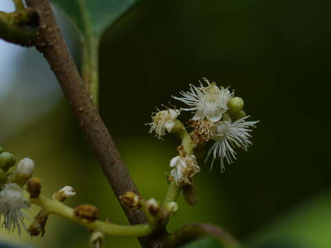 Image of Symplocos cochinchinensis (Lour.) Moore