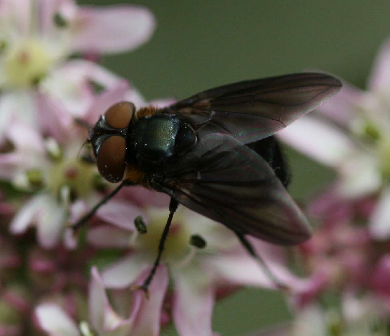 Image of Phasia hemiptera (Fabricius 1794)