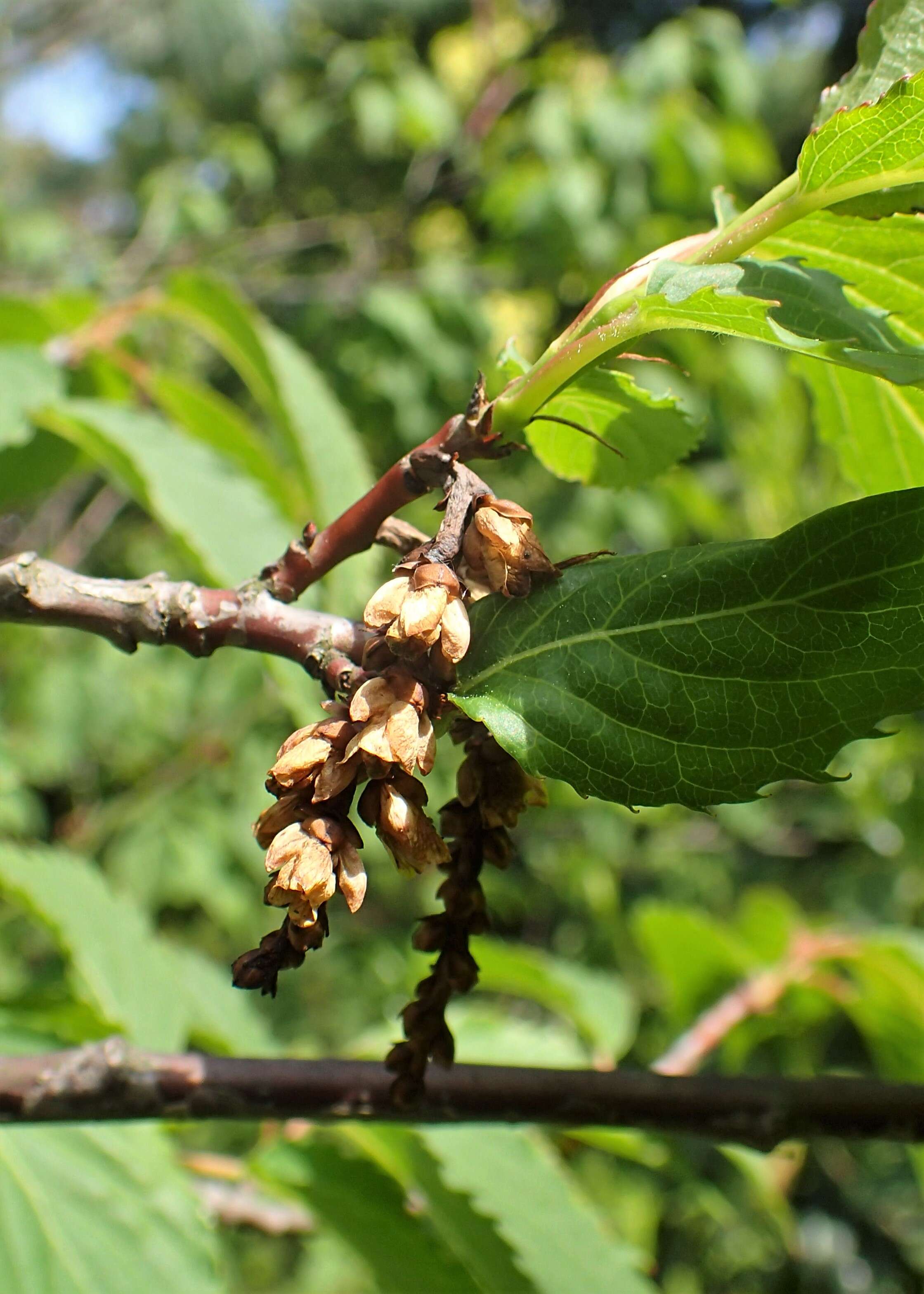 Image of Stachyurus praecox Sieb. & Zucc.