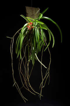 Image of Vanda curvifolia (Lindl.) L. M. Gardiner