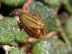 Image of Phloeophila