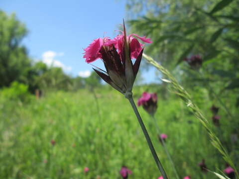 Image of carthusian pink