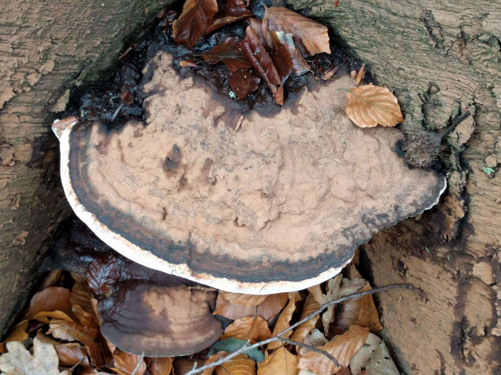 Image of Ganoderma applanatum