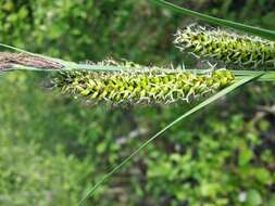 Image of Greater Pond-Sedge